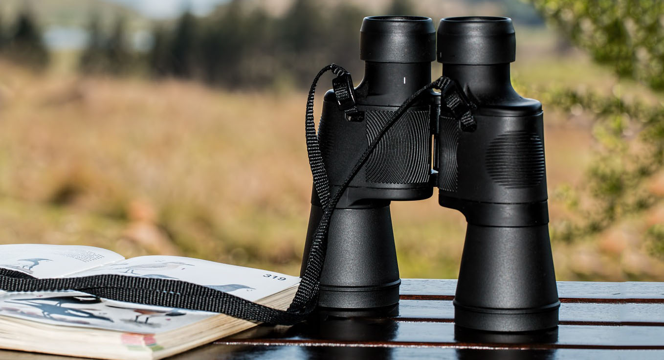 Top 6 Tips For New Birders