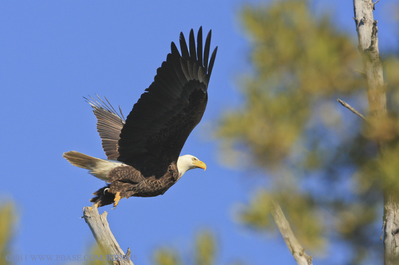 The Bald Eagle above was photographed at Lovers Key State Park at Big Carlos Pass in January 2011.
