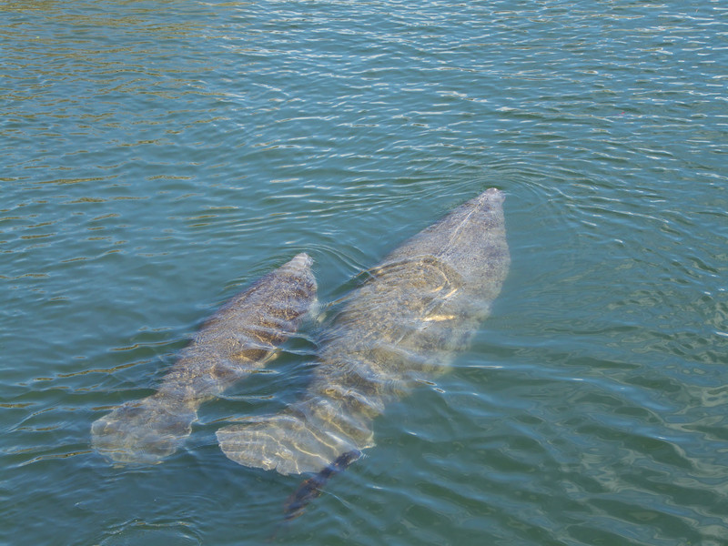 Anxiously Awaiting the West Indian Manatees Return