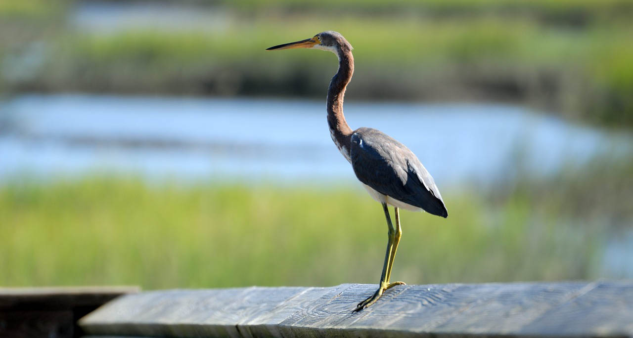Bird in the Bush