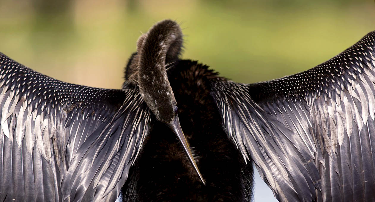 Birdlife Photo Op