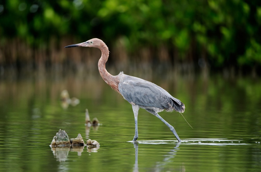 5 Reasons Why Delnor-Wiggins State Park is Great for Summer Activities