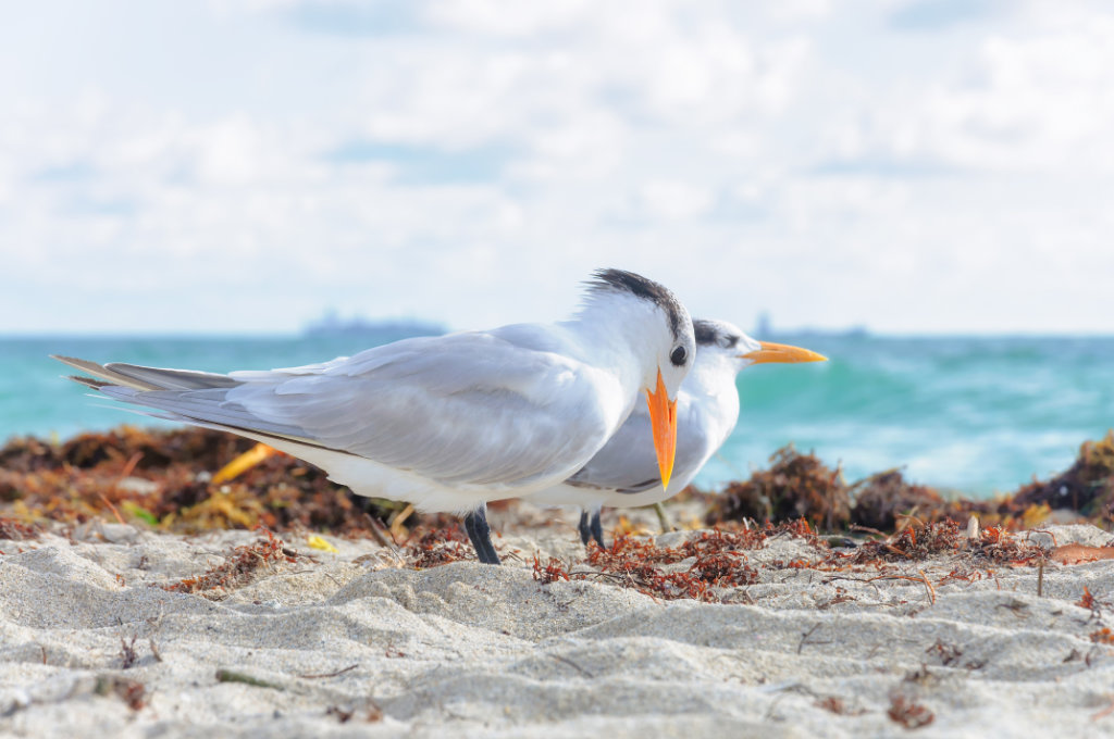 When Is The Best Time For Bird Watching?