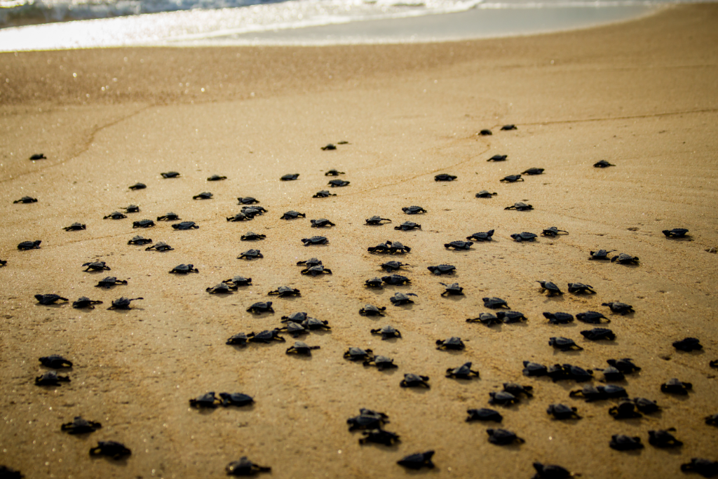 Loggerhead Turtle Nesting At Naples Beach