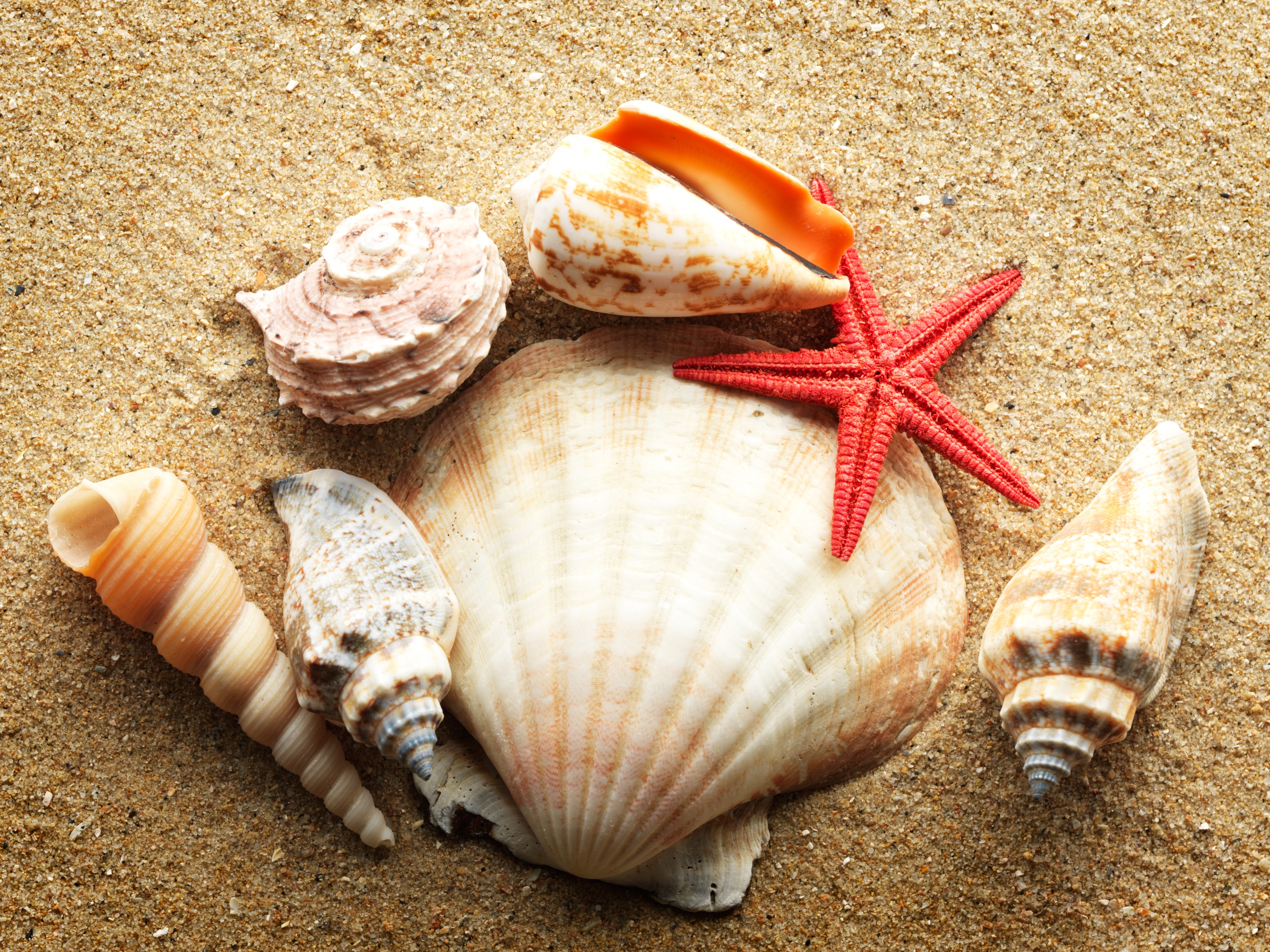 Shells of the Paradise Coast: Shelling in Naples Beach