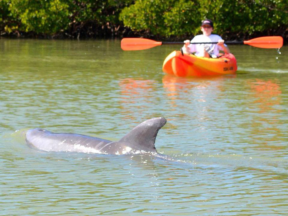 Best Kayak Rentals Naples FL: 5 Things To Experience At This State Park