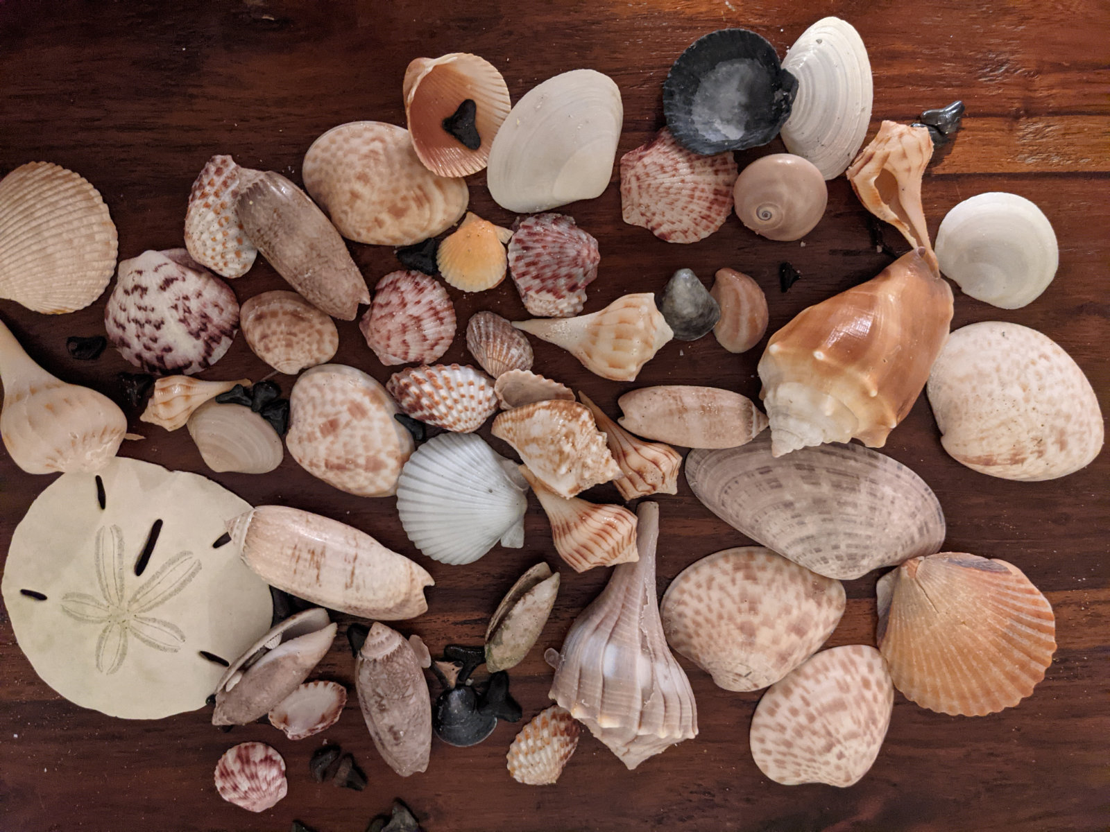 Your Florida Beach Seashell Guide