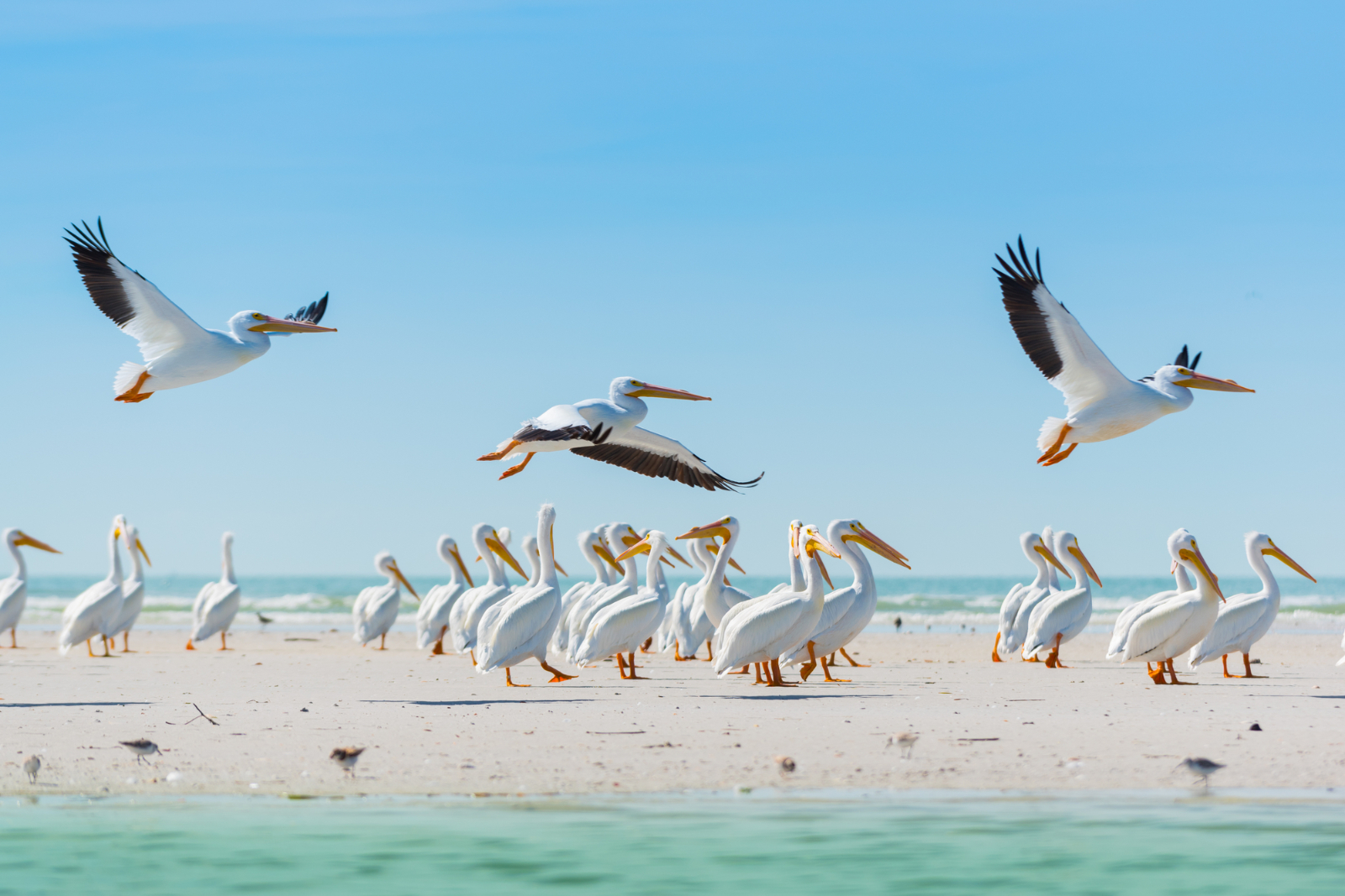 White Pelicans