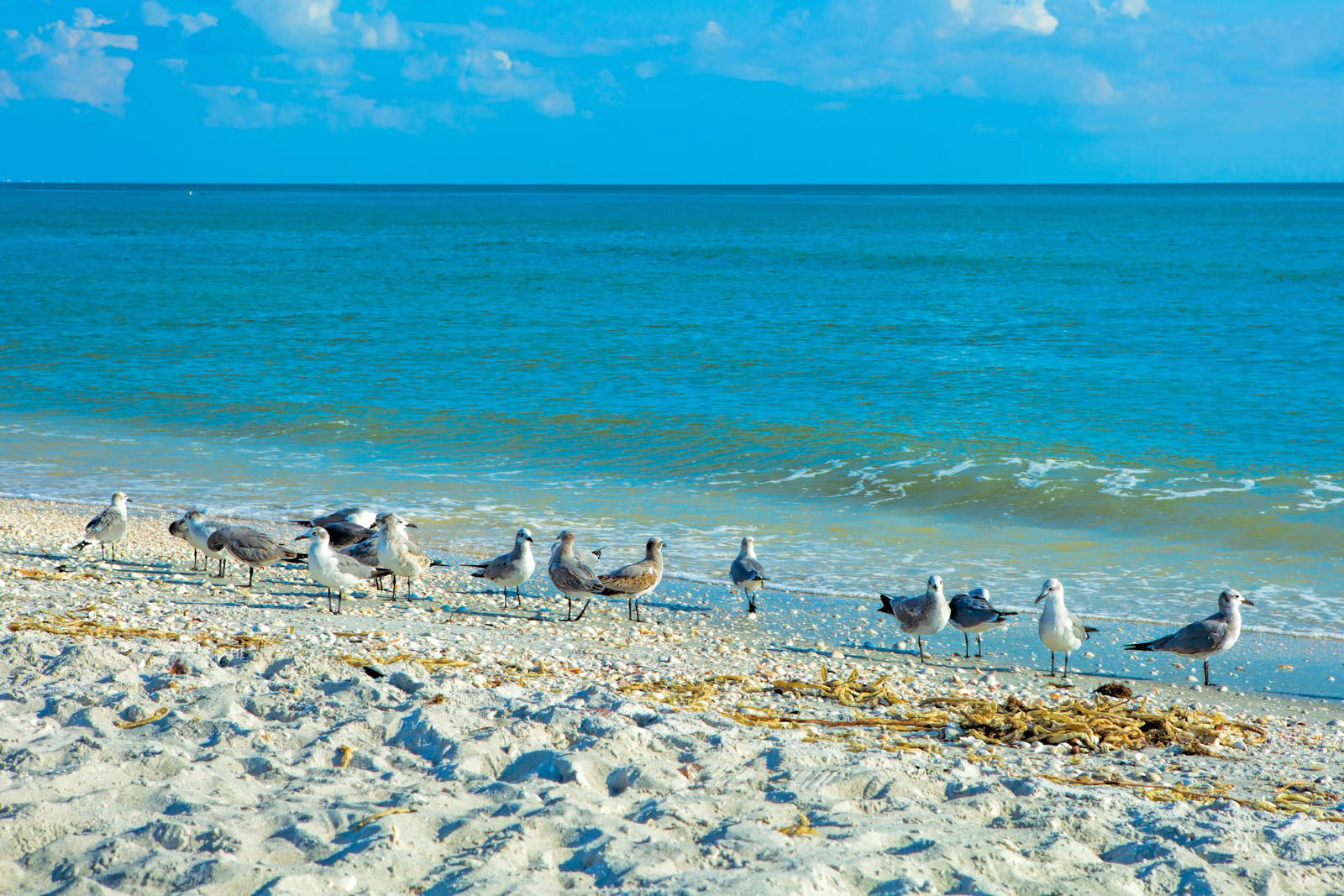 Bird Species Found in Naples, Florida